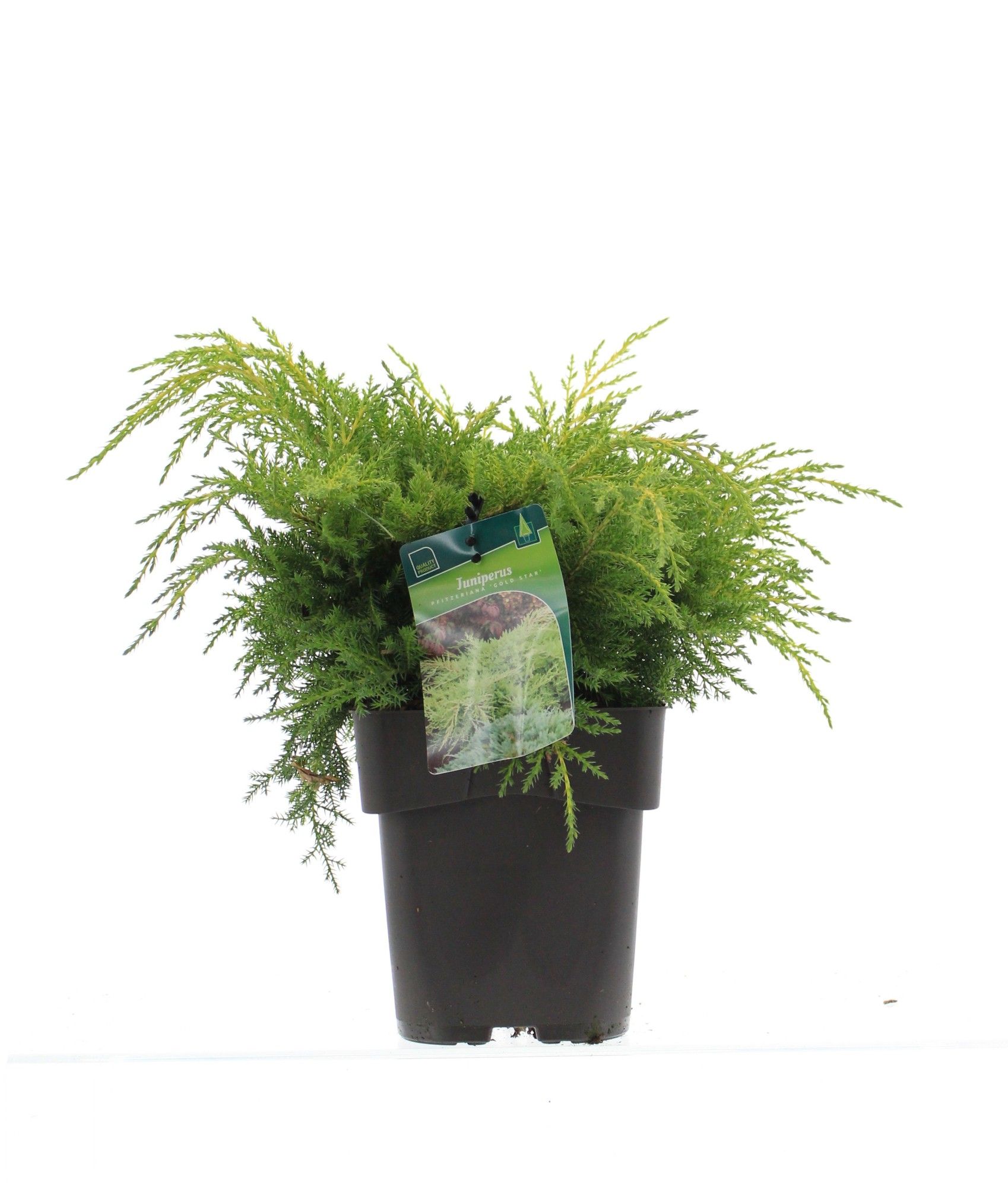 Juniperus pfitzeriana 'Gold star', D 19