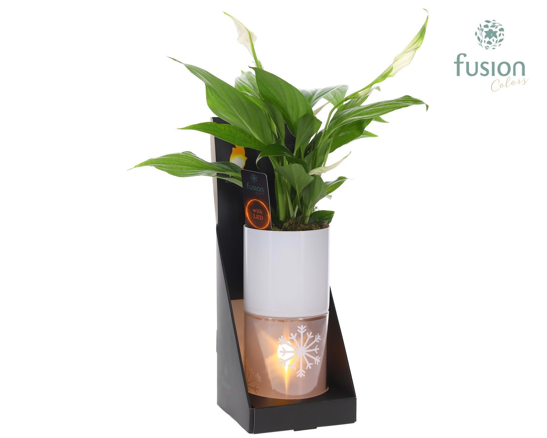 Glas tube Led planter groot met Spathiphyllum, D 11 cm Glas tube Led planter groot met Spathiphyllum, D 11 cm