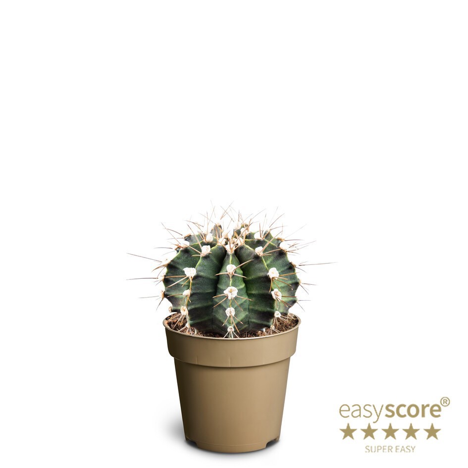 GYMNOCALYCIUM MIHANOVICHI, D 9