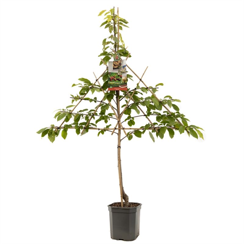 Prunus avium Regina leivorm Zoete kers, D 24