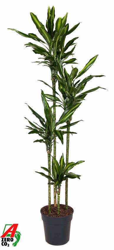 Dracaena Cintho 120-90-60-30, D 27