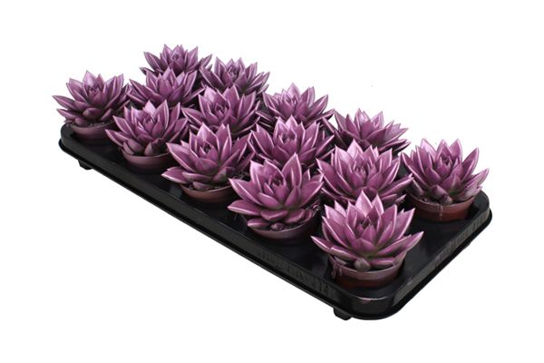 Miranda coloured metallic pink, D 8,5 cm