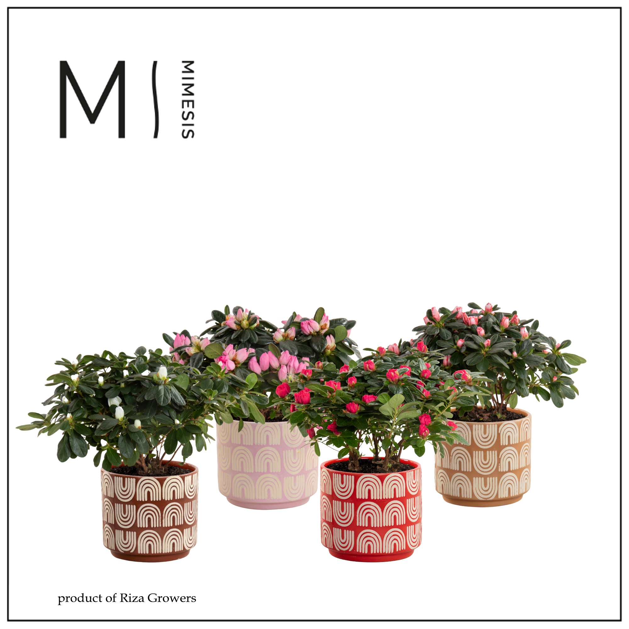 Azalea Mix - 13cm in Maartje - Craft World, D 13