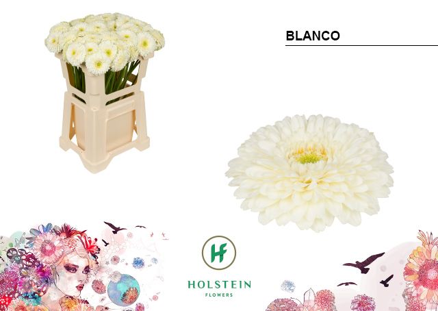 Гермини Помпон Бьянко, шт.