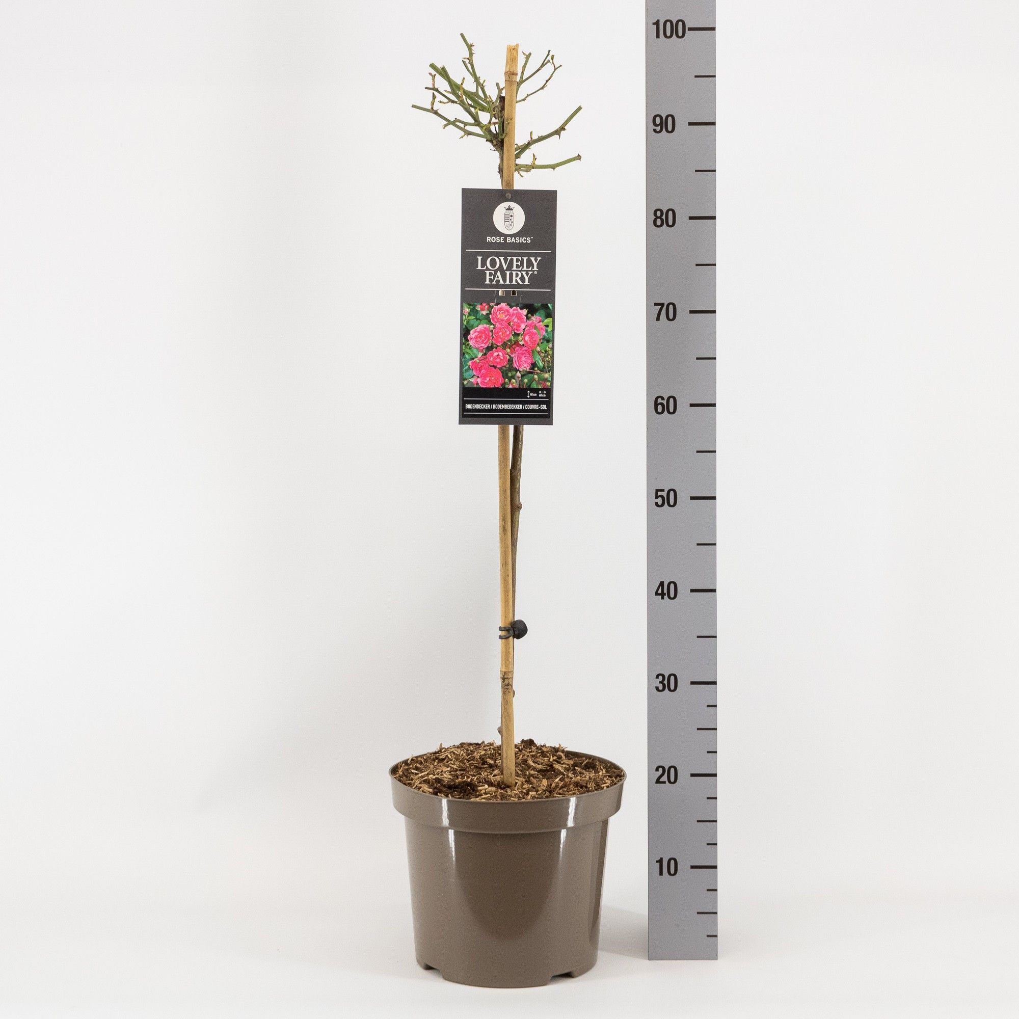 Rosa (P) Lovely Fairy ®, stam 70, C7.5, D 26 cm