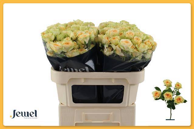 Роза куст. Бандолеро 70, шт.