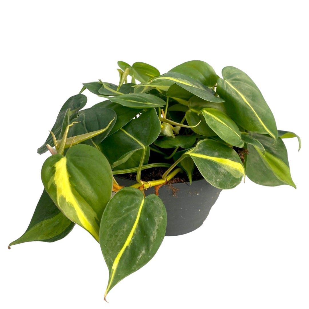 Philodendron scandens 'Brasil' P17 Bowl, D 17