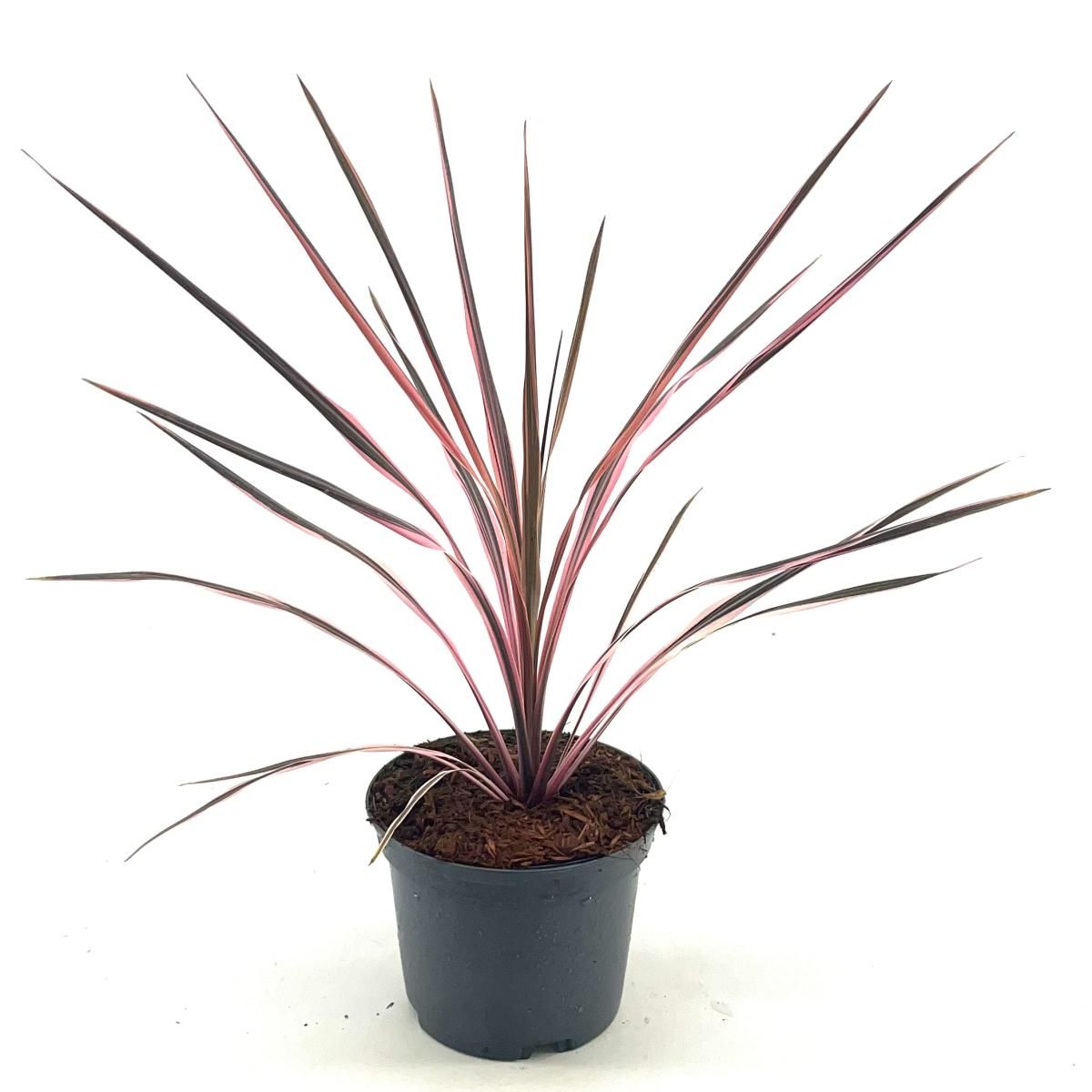 Cordyline aus. 'Southern Splendour', D 17