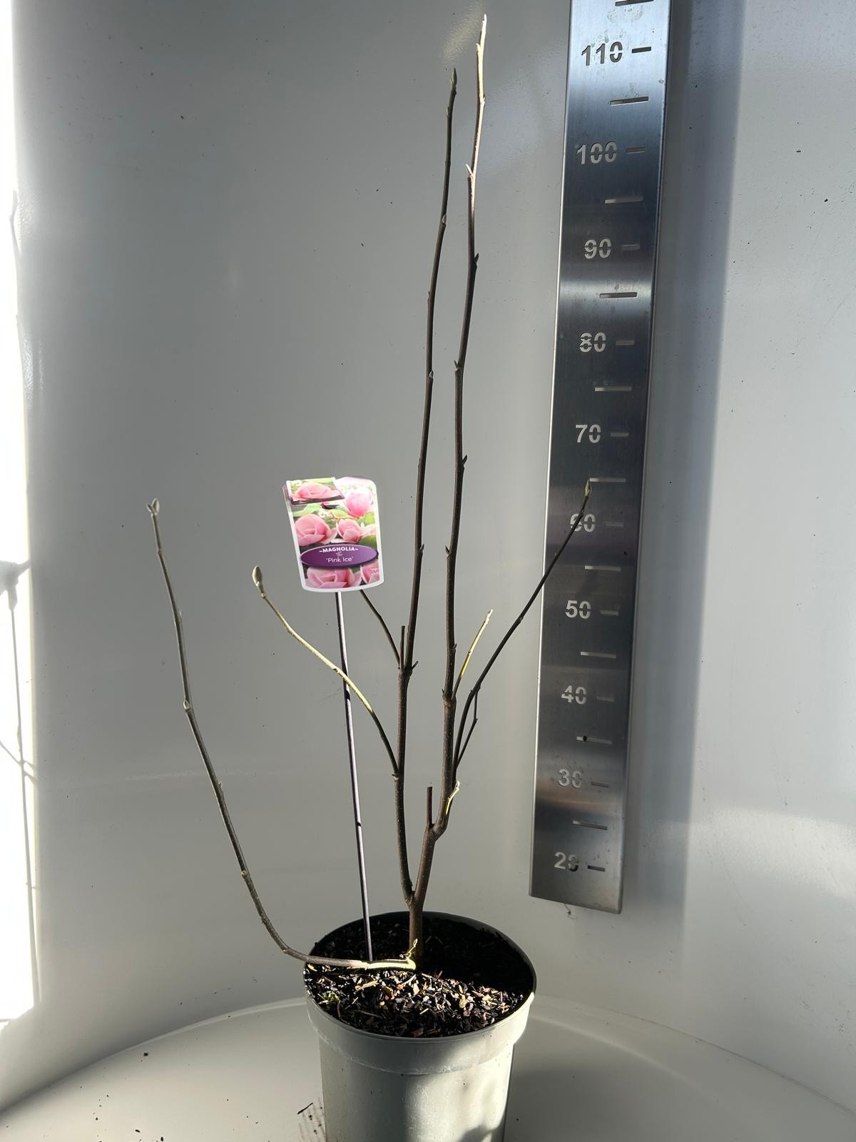 Magnolia Pink ice, D 23