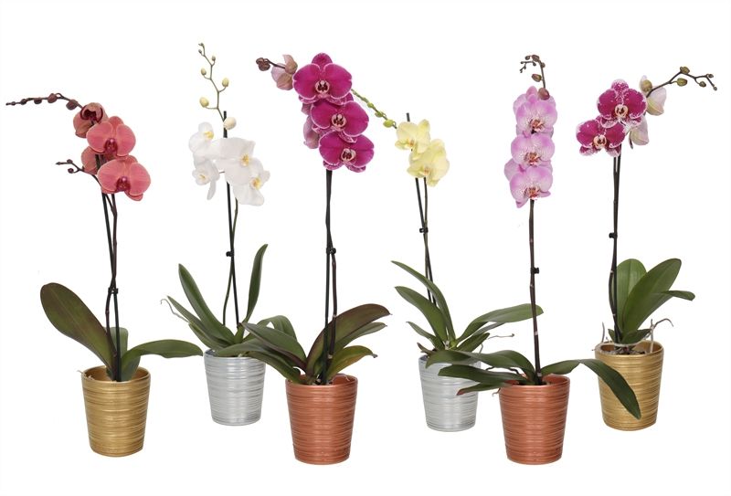 Scratched p12 mix luxury Phal mix 1T09+, D 12 cm