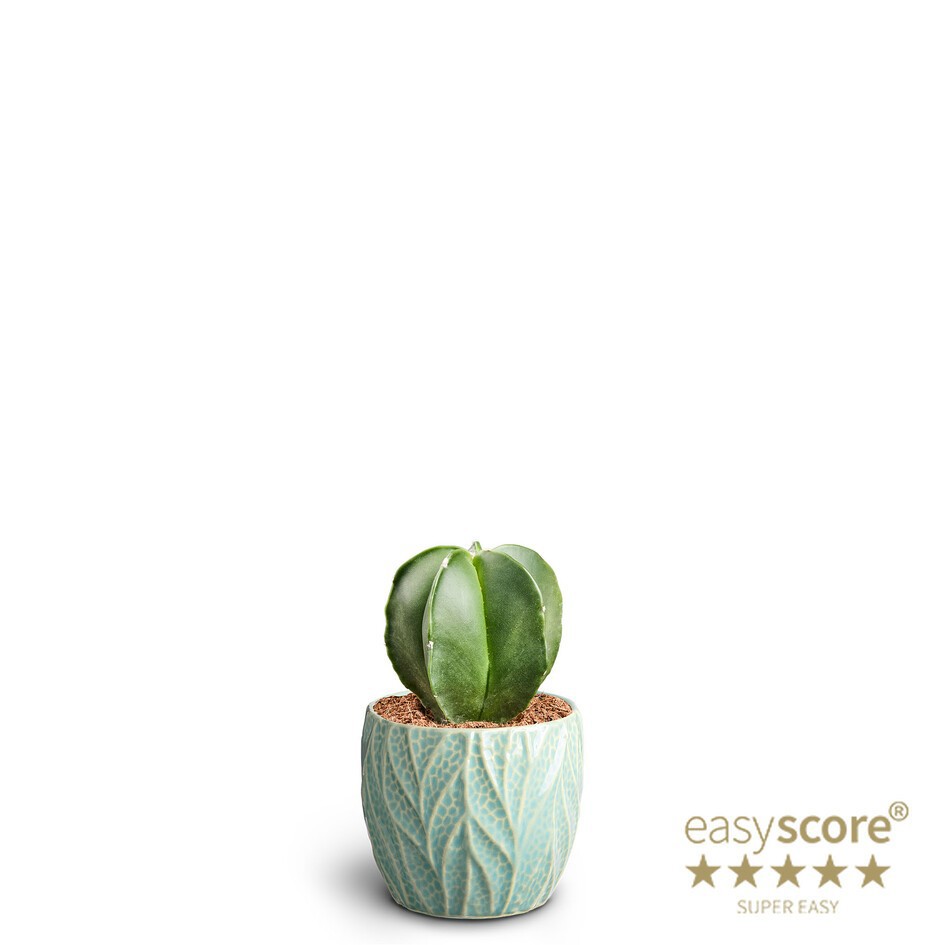 Leaf Ocean, Cactus astrophytum, D 7