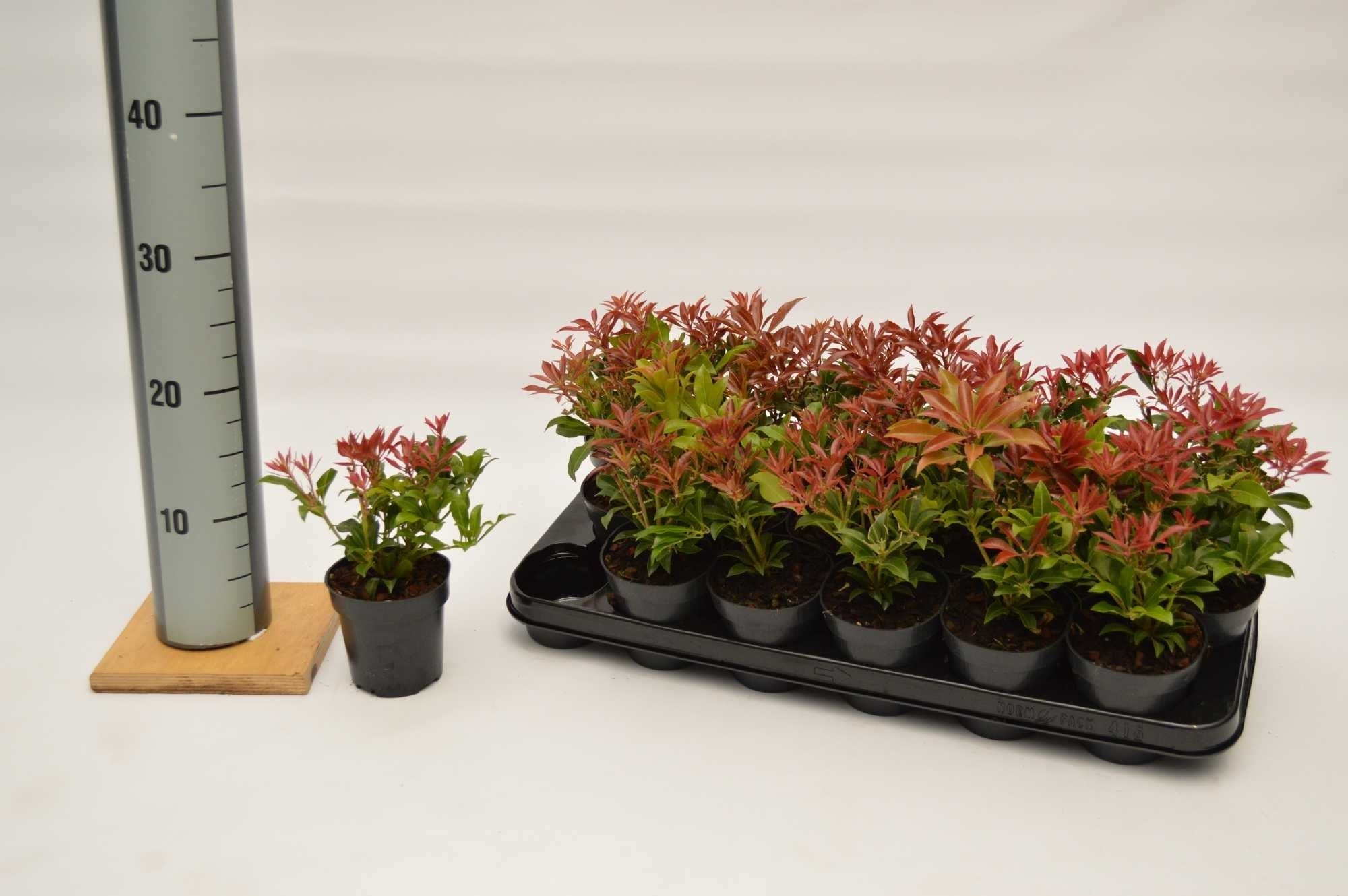 Pieris jap. Mountain Fire (zwaar), D 9