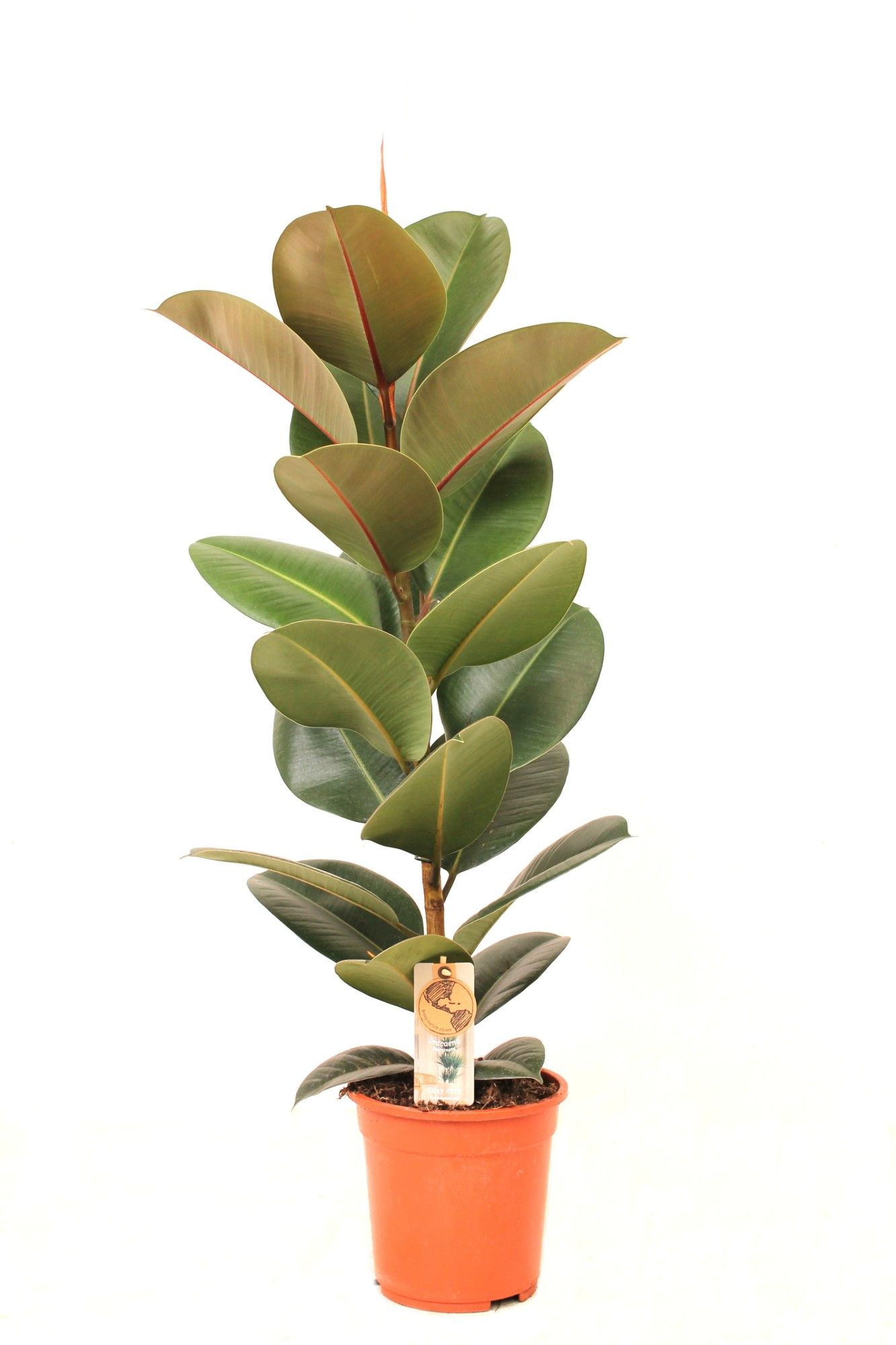 Ficus P21 Robusta 1PP, D 21