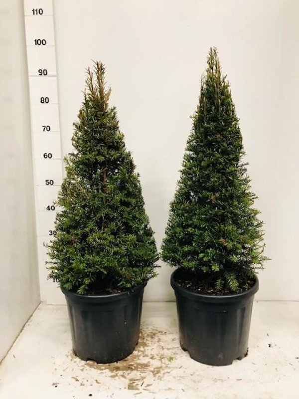Taxus baccata, kegel, D 28
