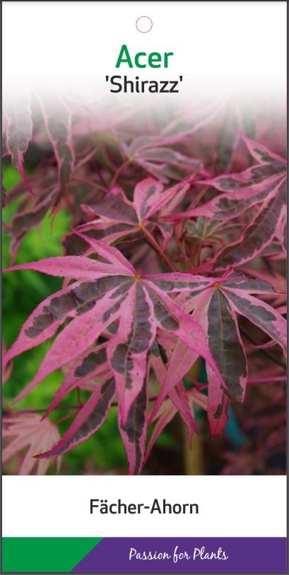 Acer palm. 'Shirazz' 50-60C7, D 25 cm