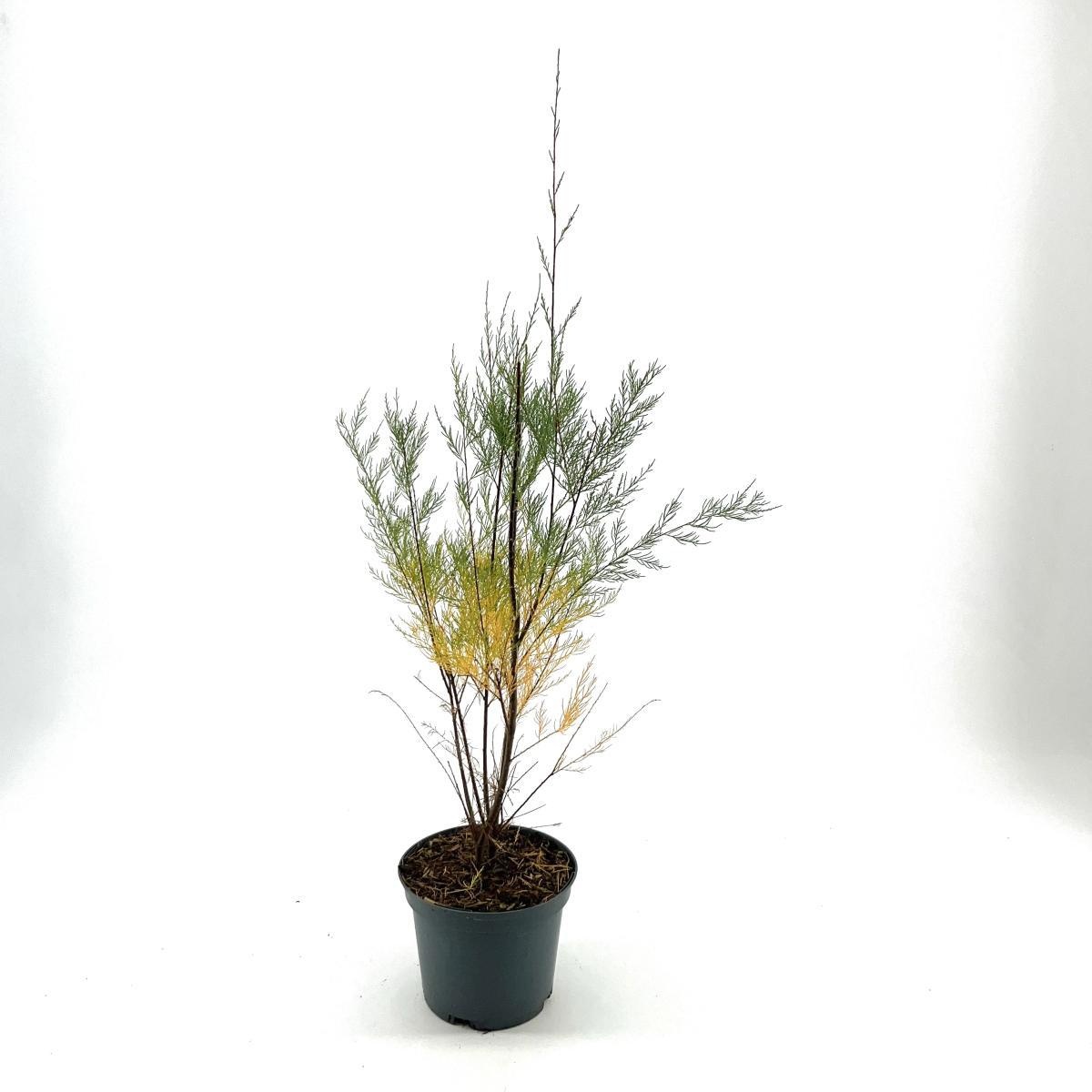 Tamarix 'Hulsdonk White', D 19