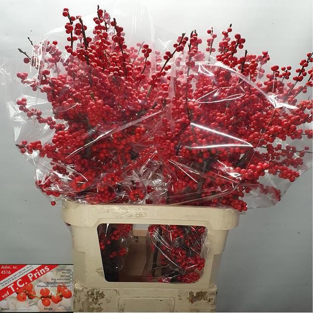 Илекс Красные ягоды 100, шт.