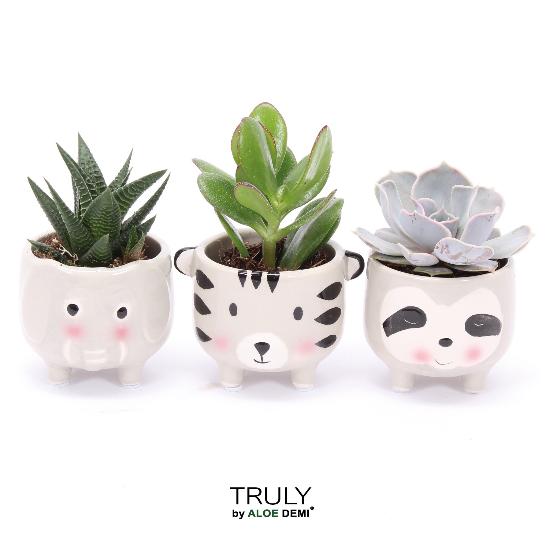 TRULY Succulent, Animal Grey, D 7