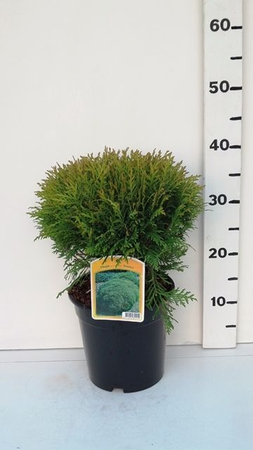 Thuja occ. 'Danica', D 19