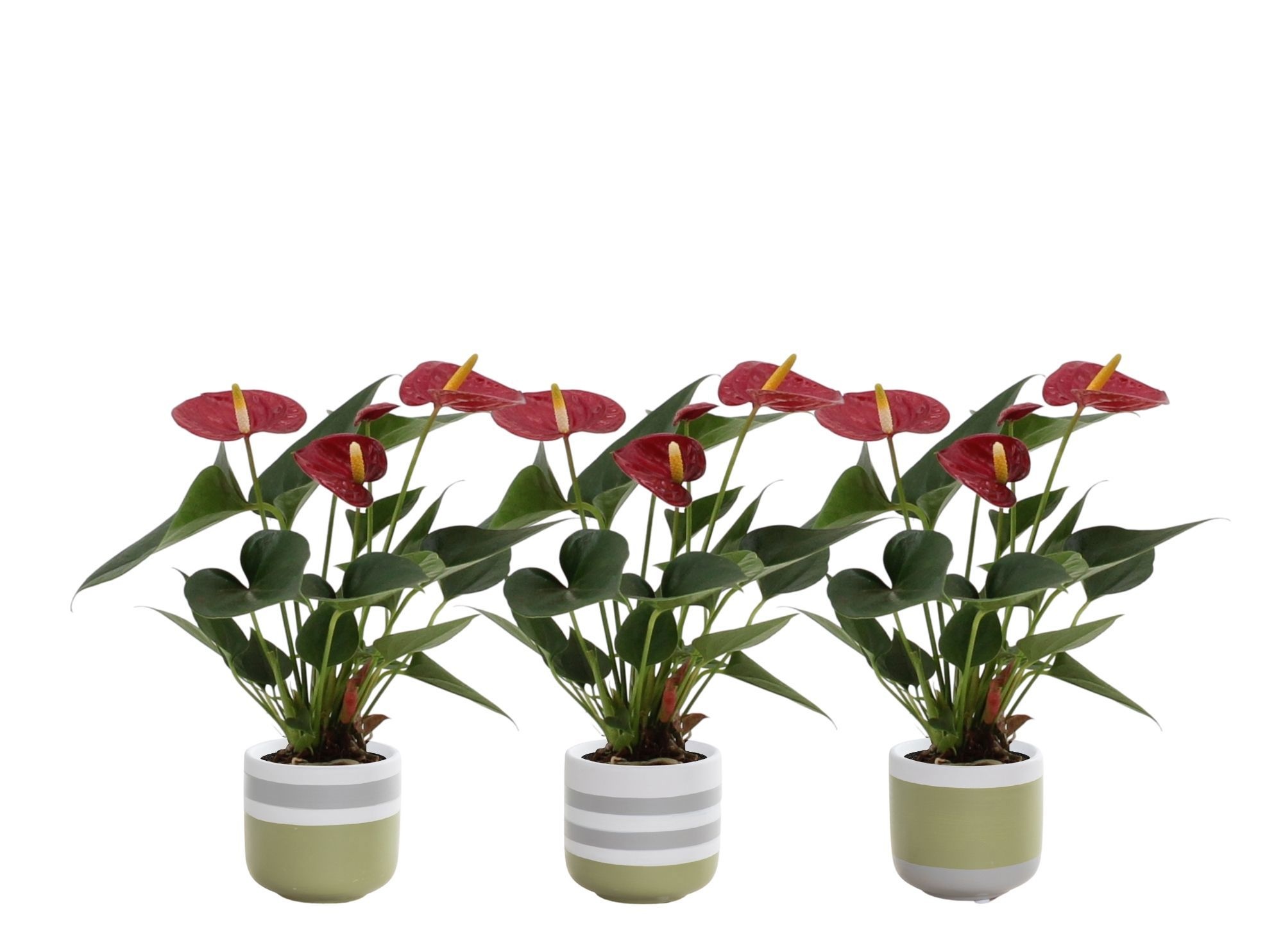 Anthurium 7 cm Diamond Red in Alice ceramics, D 7