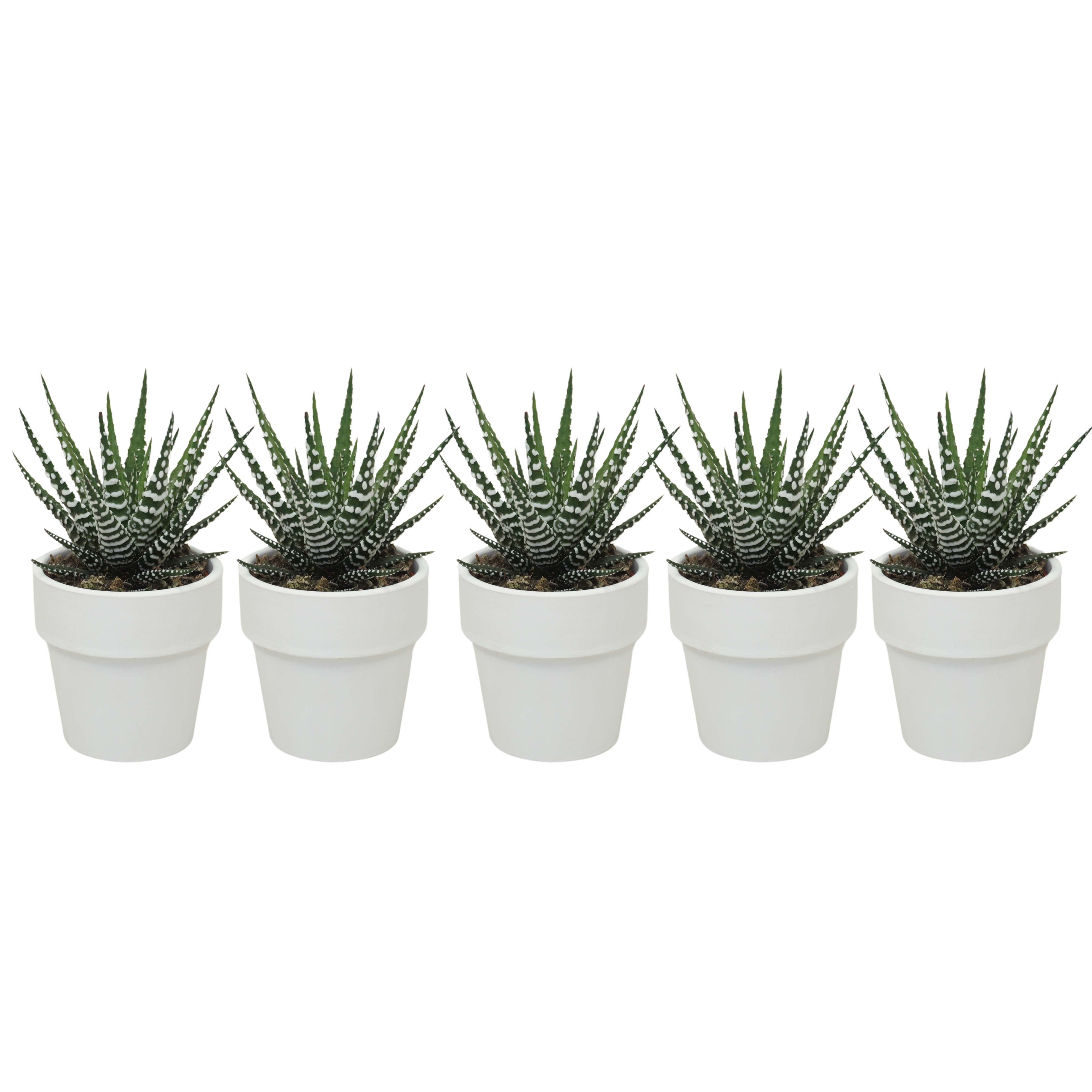 Haworthia big band in 6 cm 'Wit Kraagpotje', D 5,5