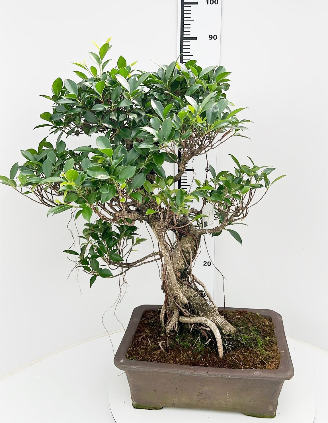Ficus retusa, pot 40cm. Height 85cm.( single item), D 40