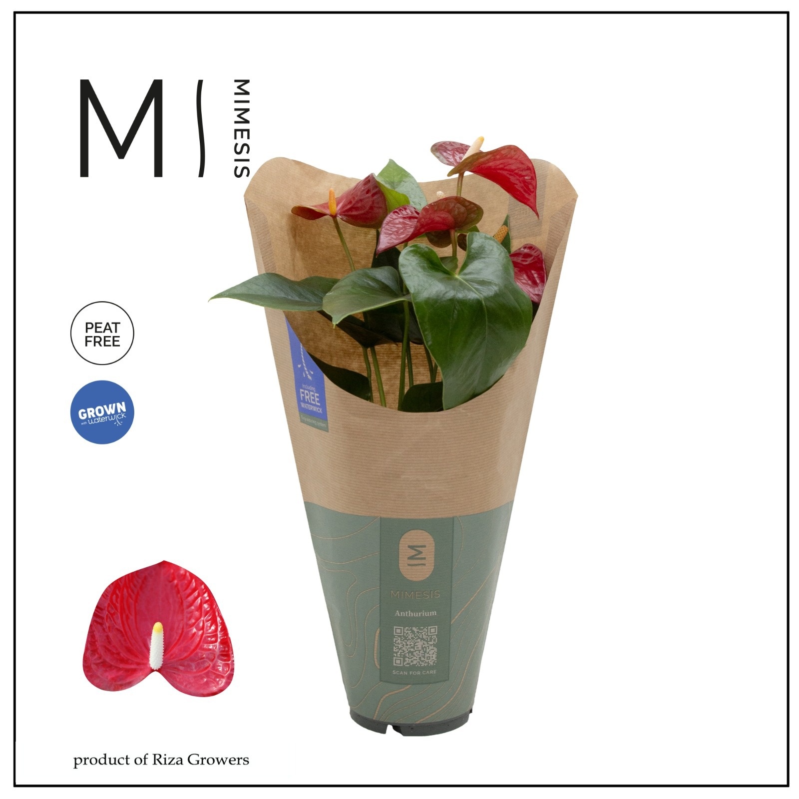 Anthurium - KARMA Red | 12cm | ECO/KRAFT SLEEVE, D 12