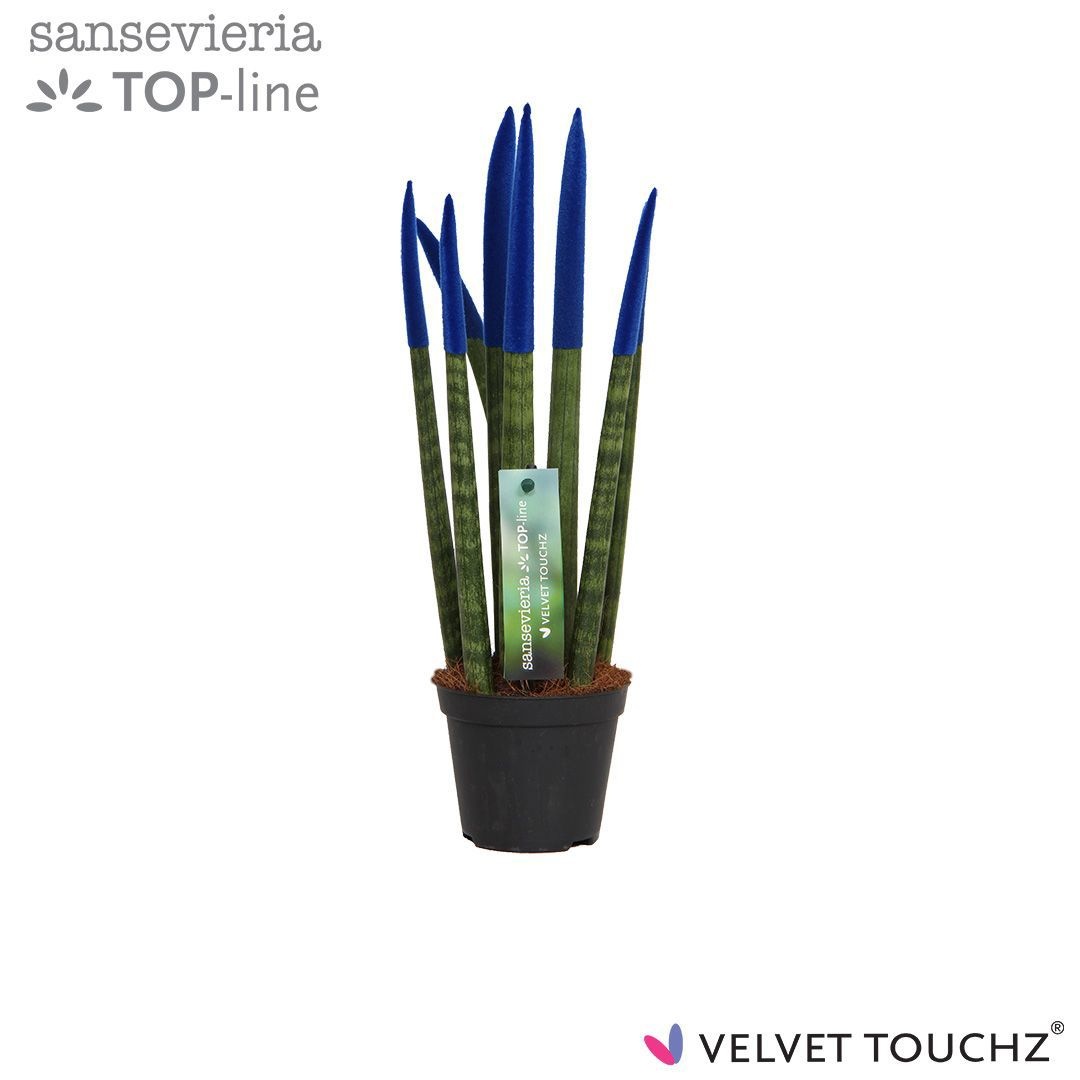 Sansevieria VELVET TOUCHZ® Blauw, D 8,5