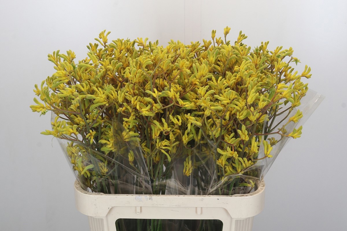 Анигозантус Баш Даун 80, шт.