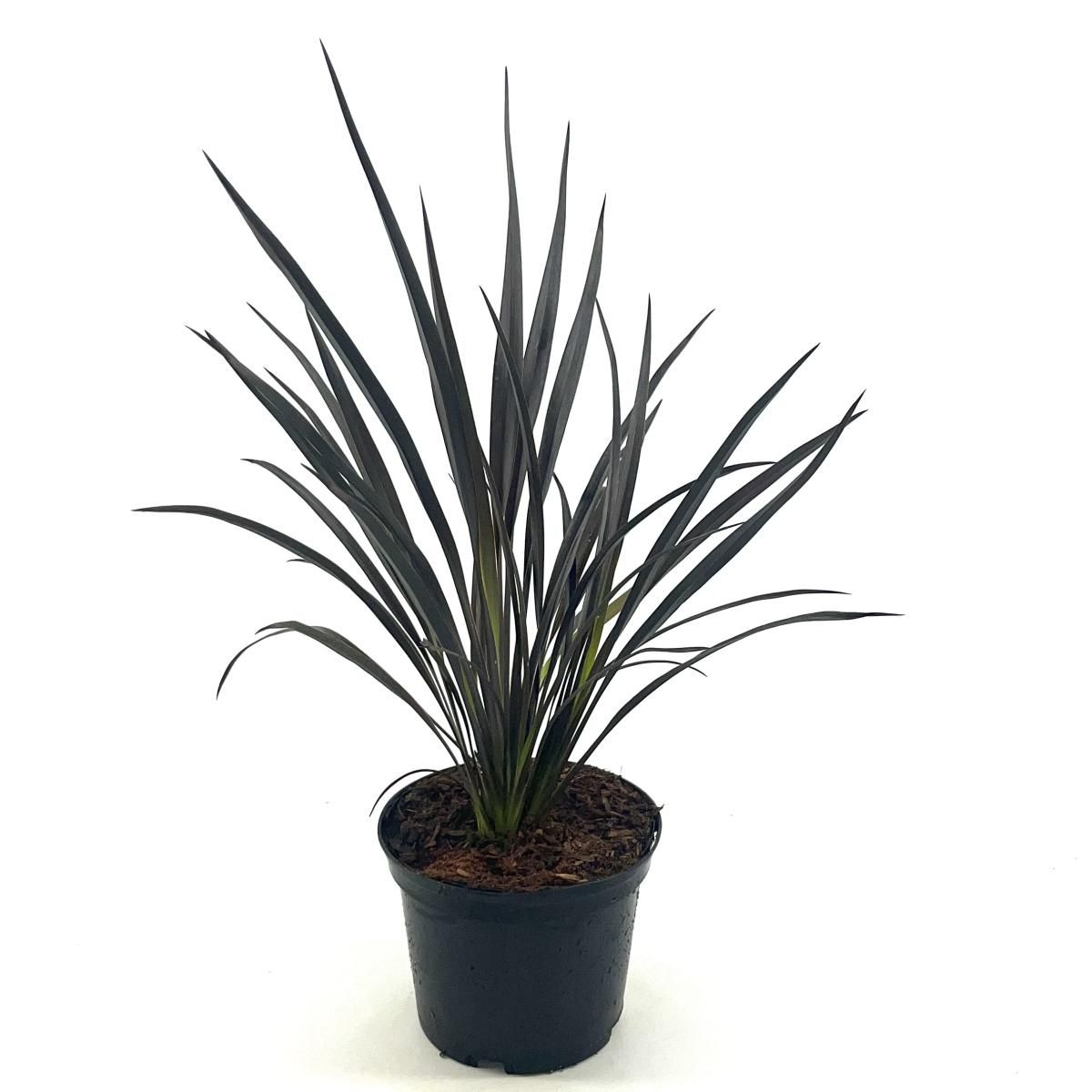 Phormium 'Back in Black', D 17