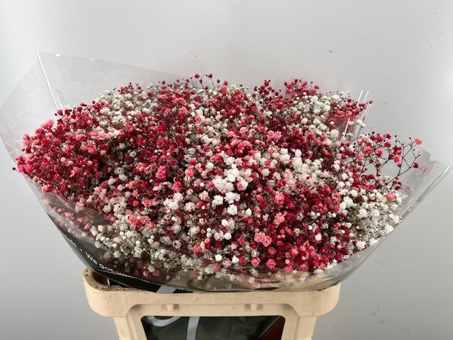 Гипсофила Овериг Крашеная (краш. ) 80, шт.