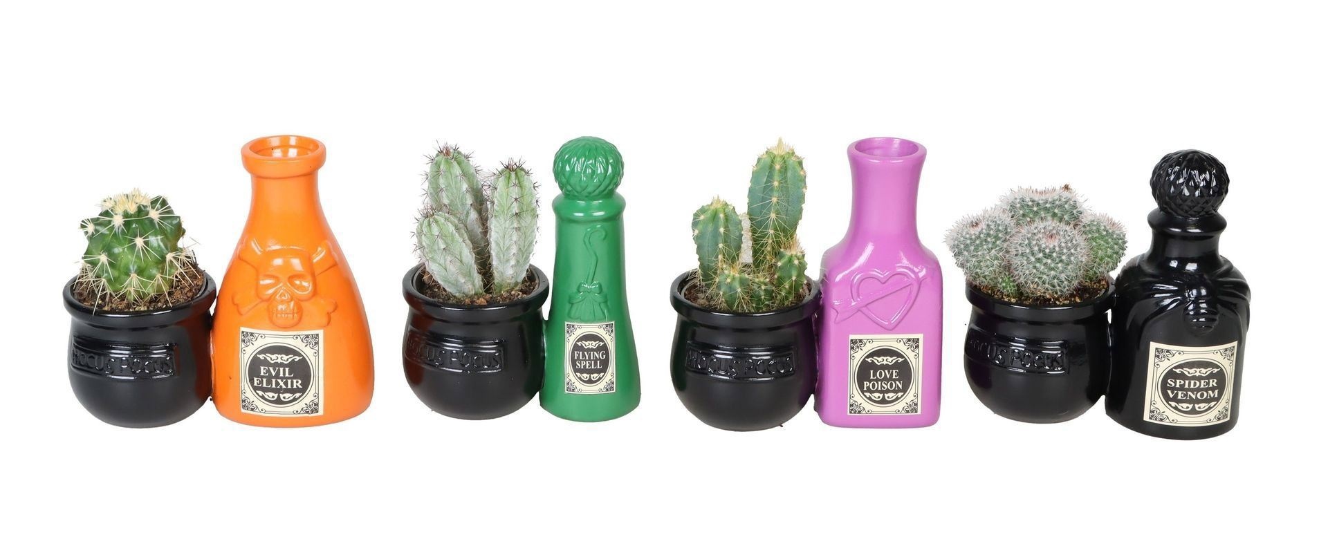 L 66541 With Cactus Mix 6 cm, D 6