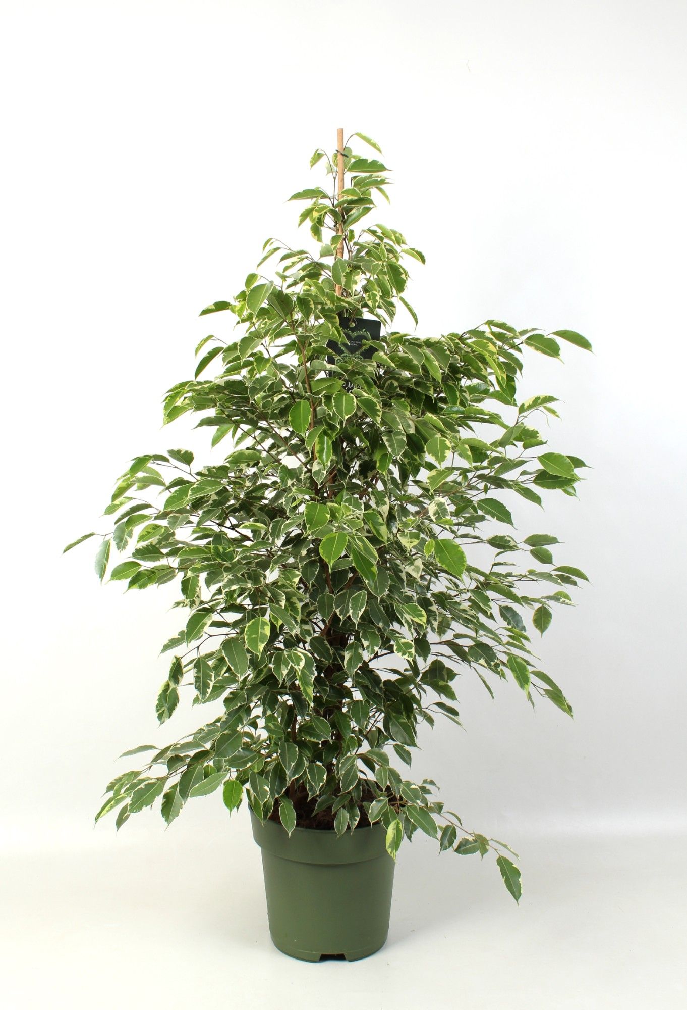 FICUS benjamina Golden King, D 27