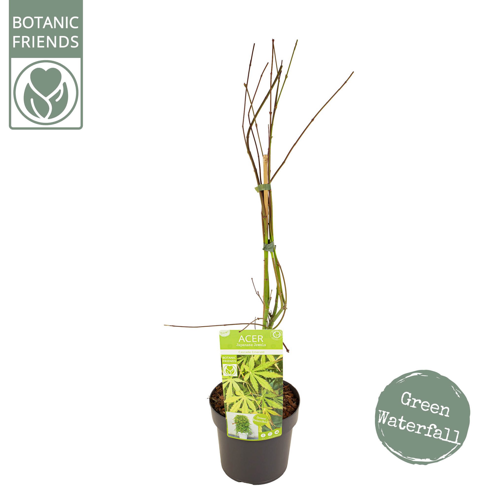 Acer palm. 'Cascade Emerald' ®, D 19