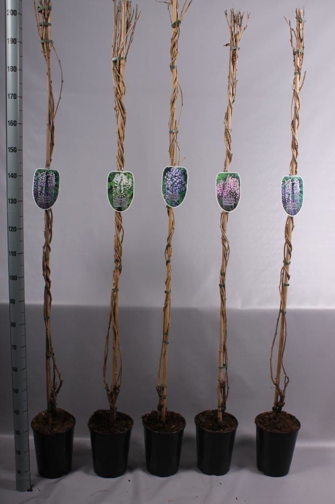 Wisteria mix C7RP, D 23 cm