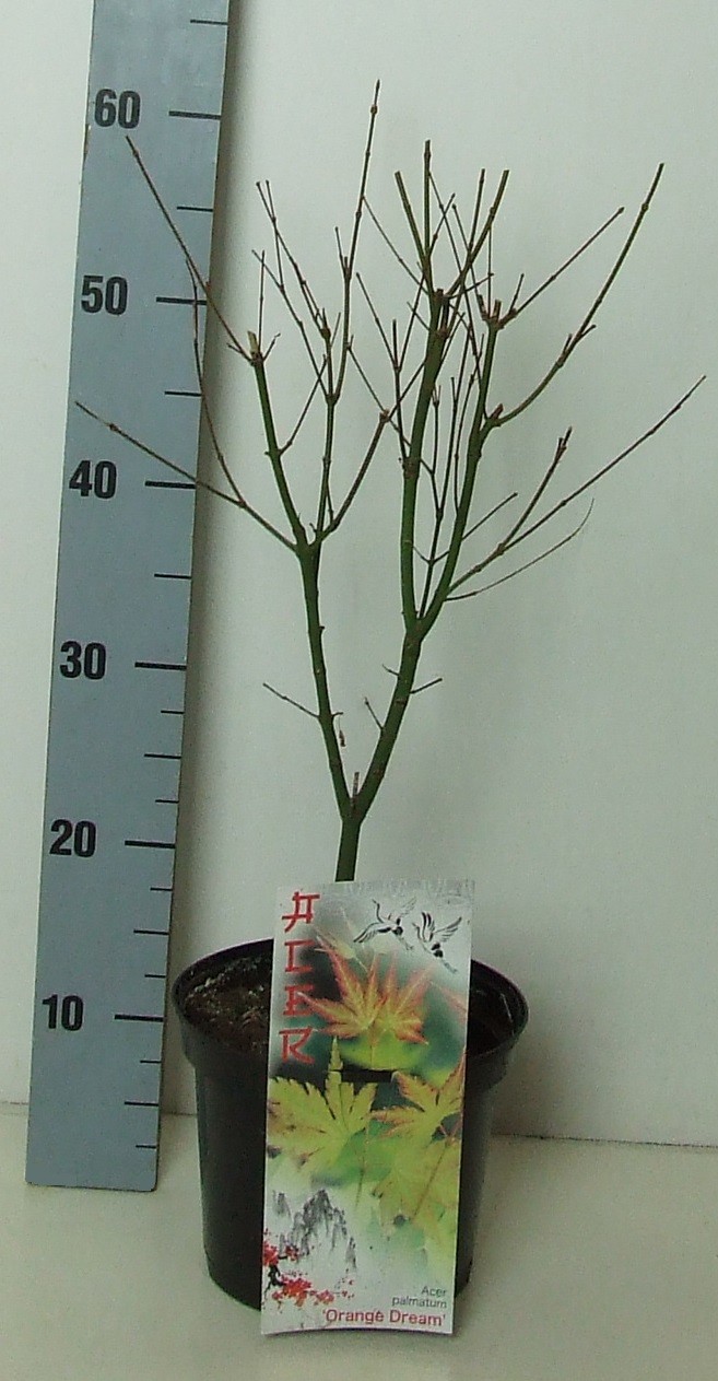 Acer palmatum 'Orange Dream' P19 Full CC, D 19