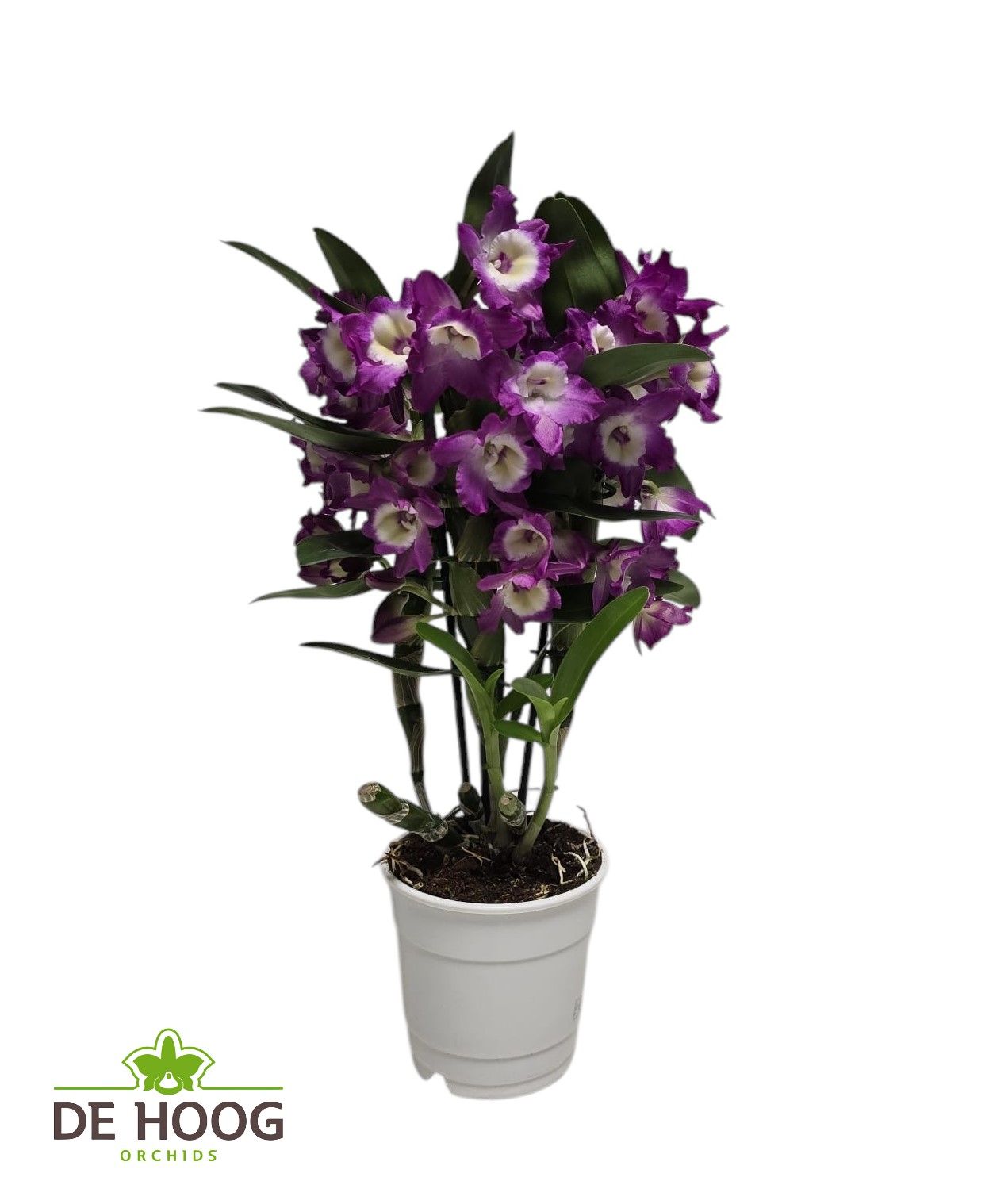 Dendrobium Nobile Bouquet Purple Rain 3 stam 16+tros(open bloem), D 12