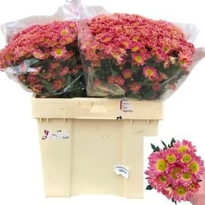 Сантини Росси Лобстер, шт.