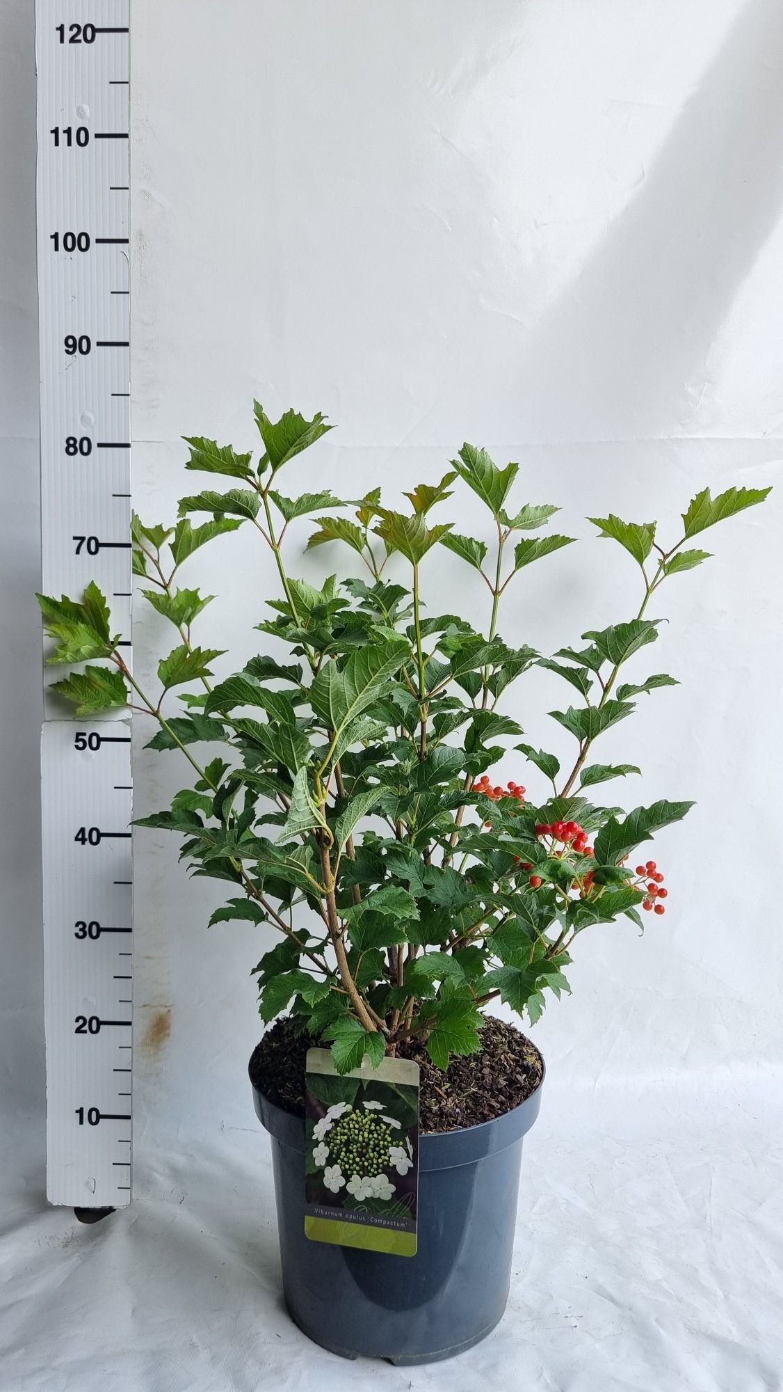 Viburnum opulus 'Compactum', D 30 cm