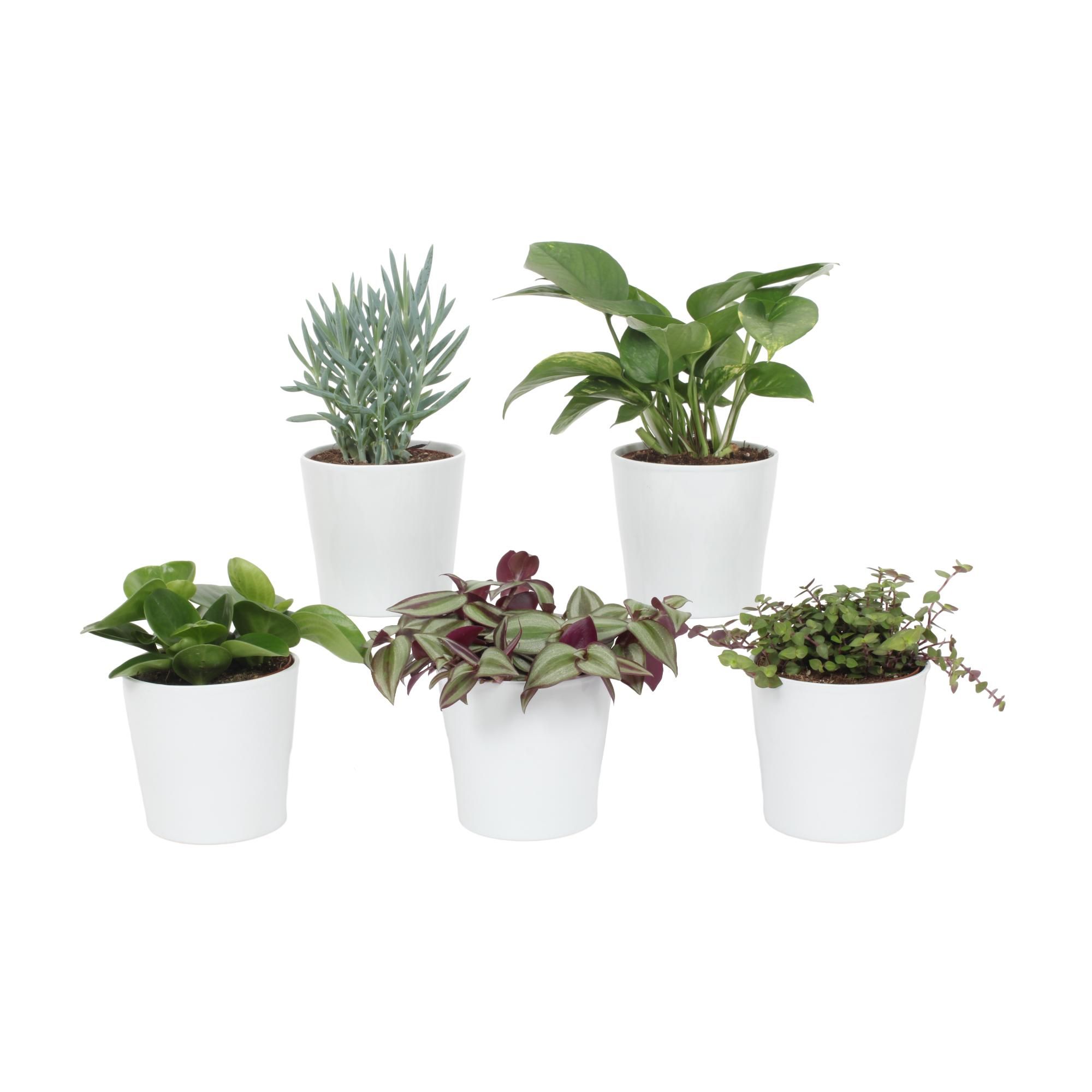 Groen Mix 12cm - Compact - Ibiza Wit Mat, D 12