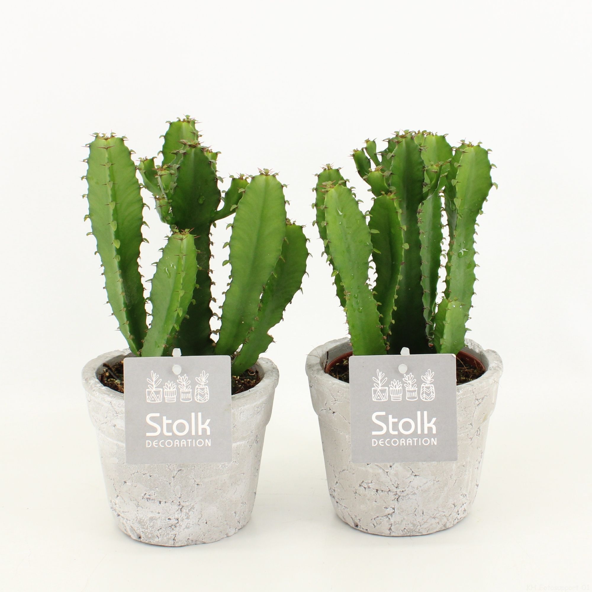 Euphorbia Triangularis 10,5 in stone look pot, D 11 cm