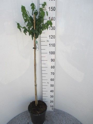 Hibiscus syr. Red Heart 100st. P28, D 28 cm