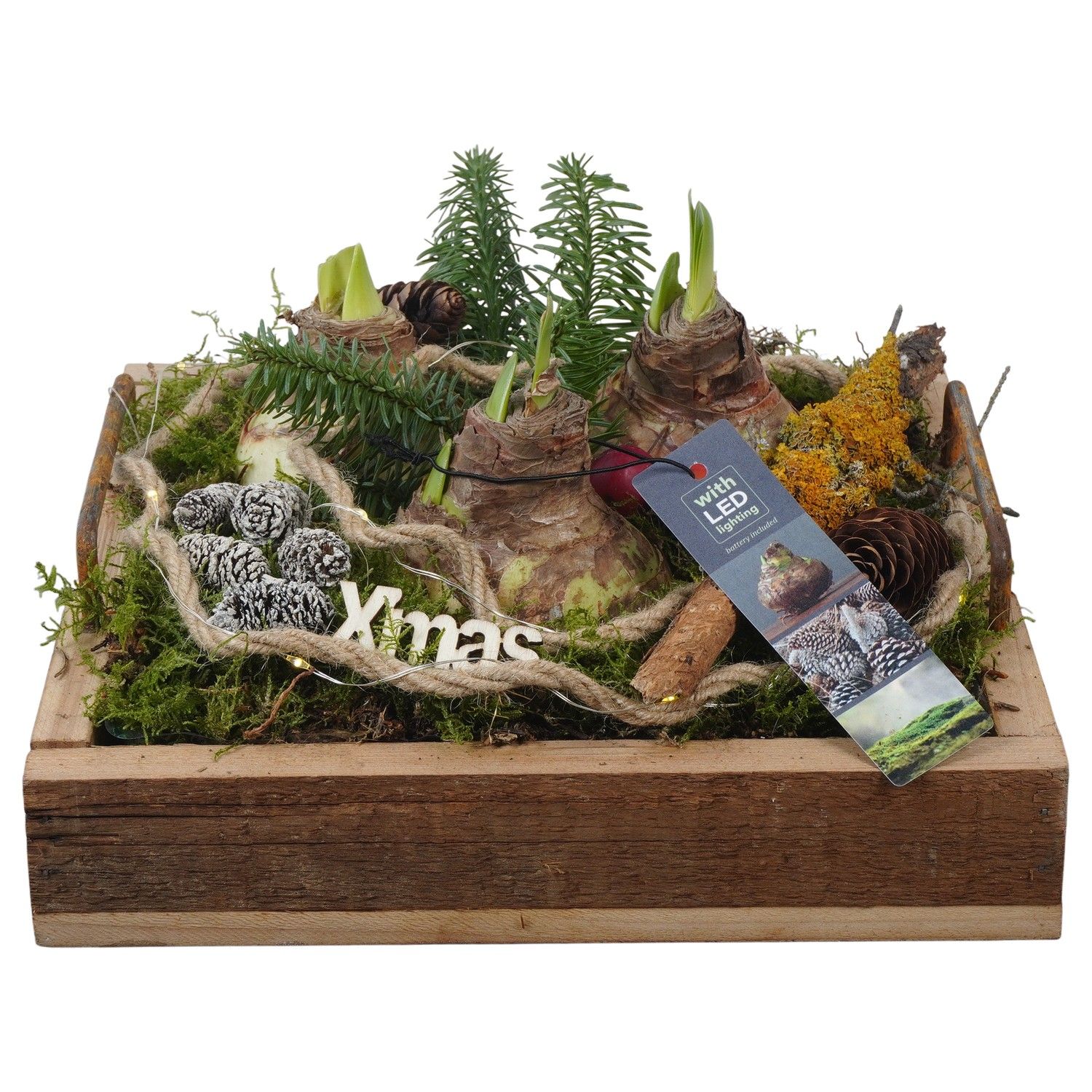 PTACH5881 Arrangement Amaryllis Christmas in houten bak met led, D 25 cm