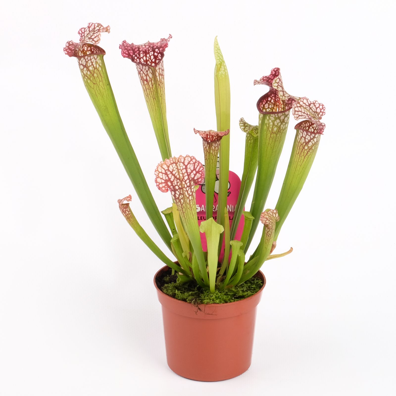 Sarracenia leucophylla, D 8,5 cm