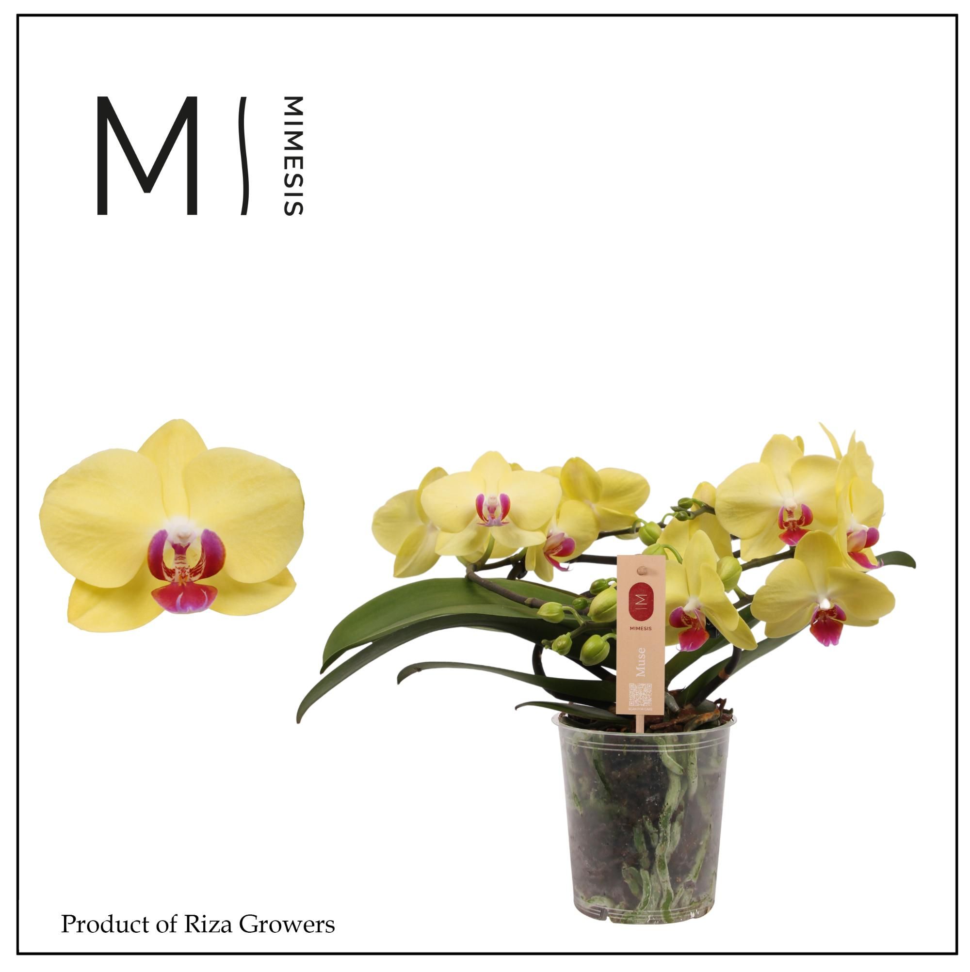 Phalaenopsis Muse Yellow 25+ - 12cm | Mimesis, D 12 cm