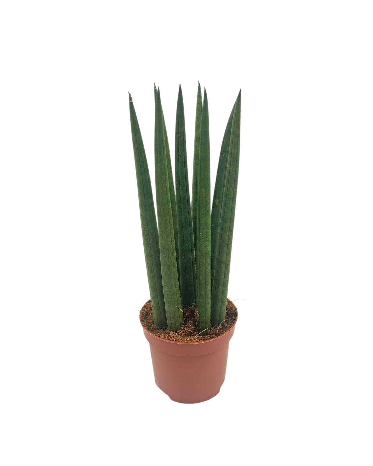 Sansevieria Cylindrica straight 9 cm, D 9