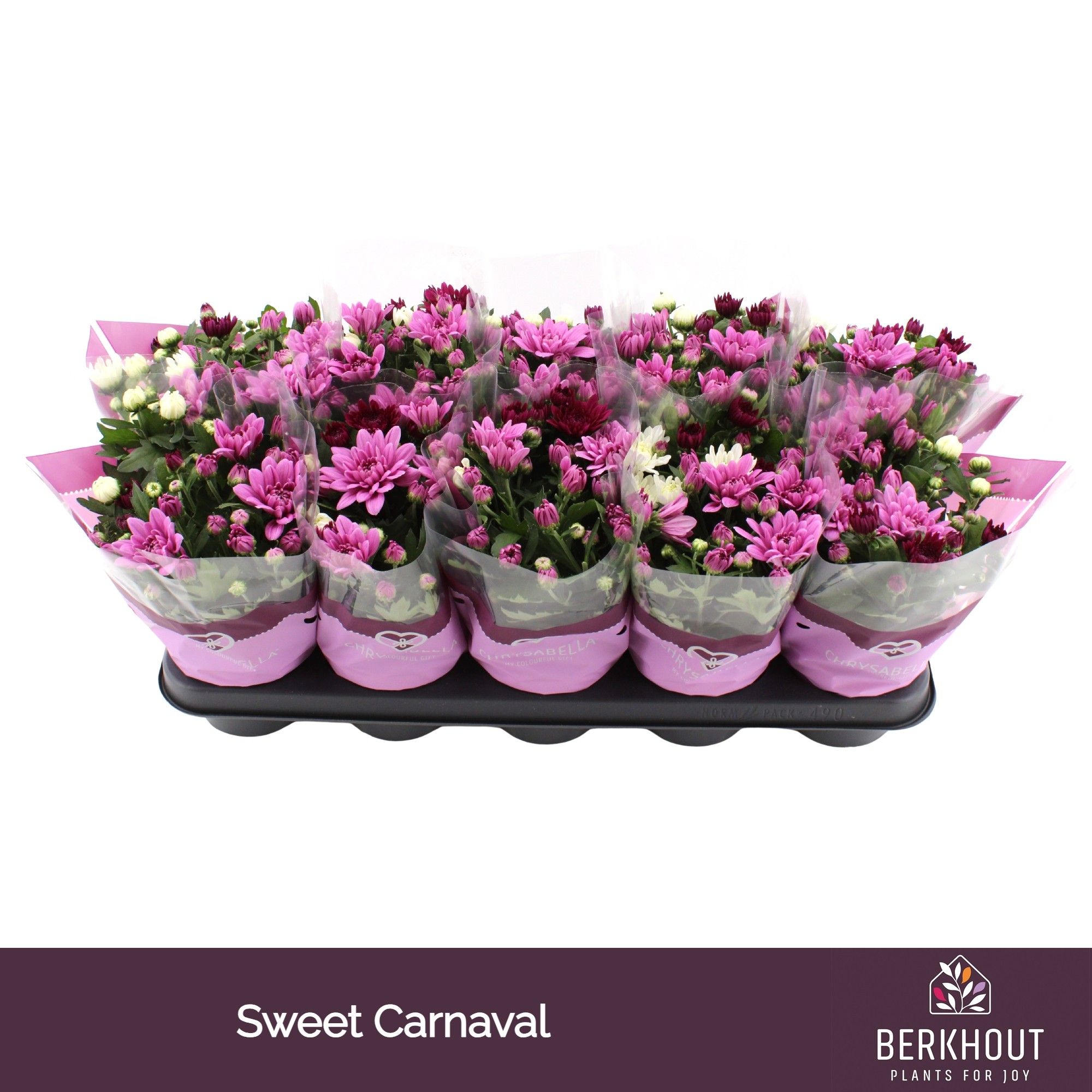 Chrysant Carnaval Sweet, D 12 cm