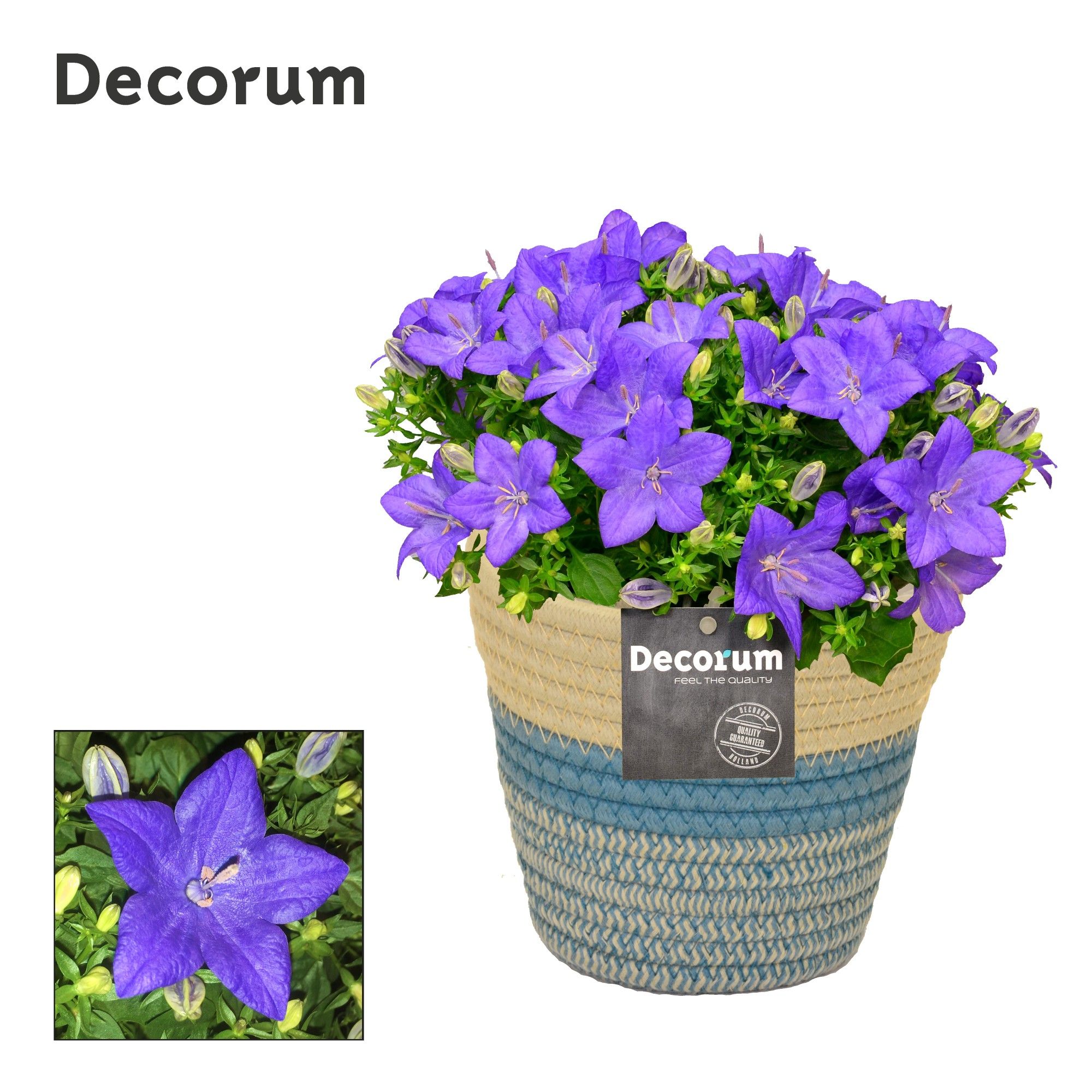 Campanula 'Napoli' fashion Valerie Decorum, D 14