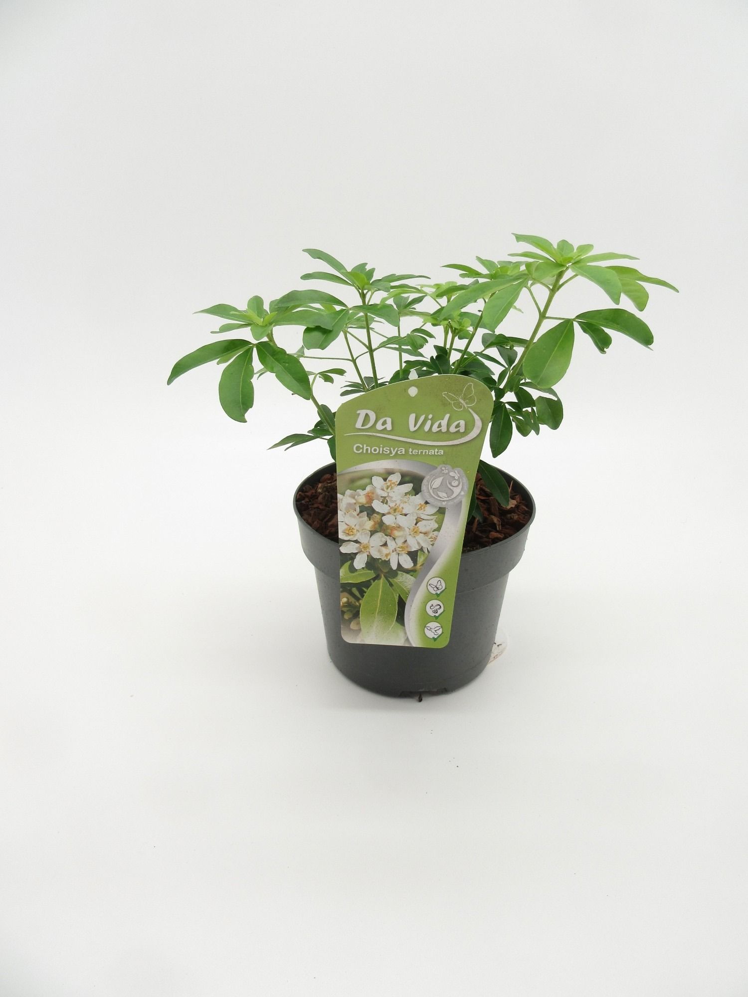 Choisya ternata, D 19