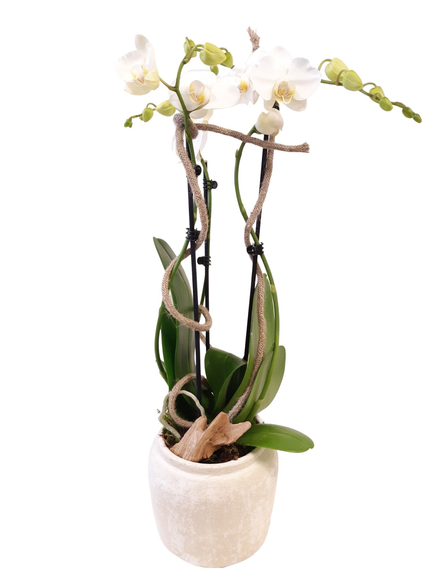 RWP16PHW Rude White Pot Phal 3t wit, D 16